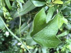Passiflora suberosa