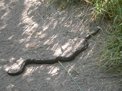 Thamnophis rufipunctatus