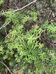 Acrotriche divaricata