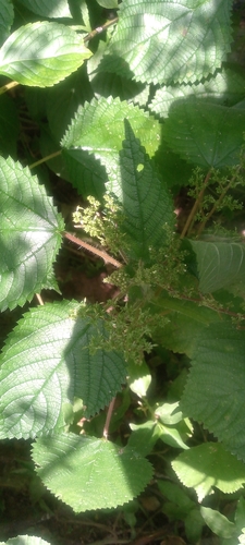 Fleurya observed 2026-10-11