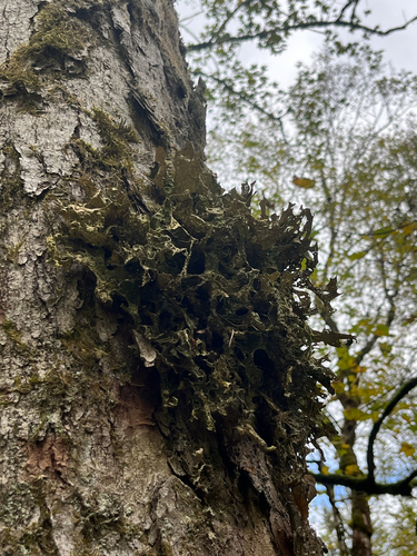 Tree Lungwort