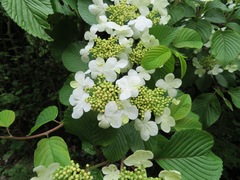 Viburnum plicatum