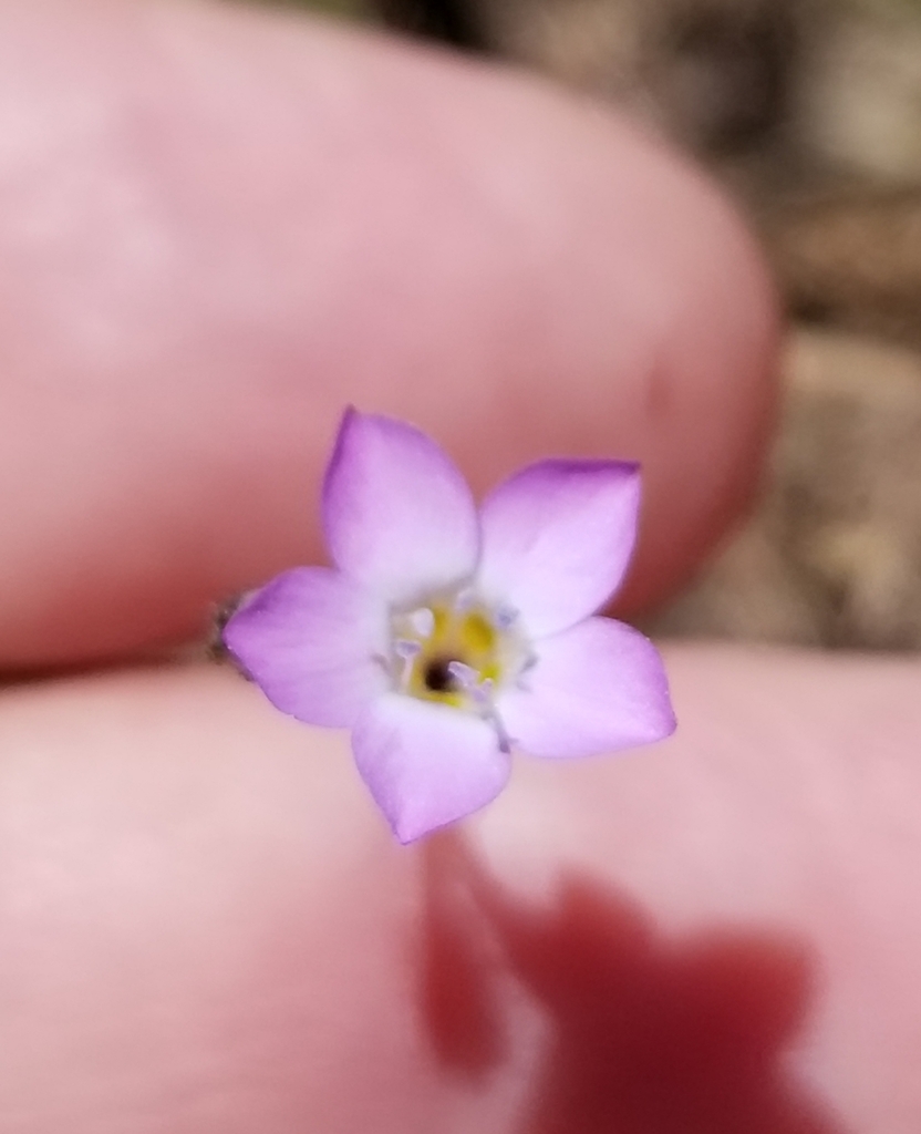 Coastal gilia (Gilia diegensis)