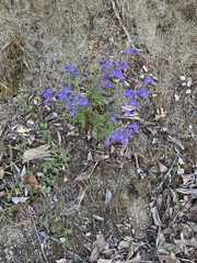 Penstemon laetus