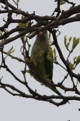Myiopsitta monachus monachus