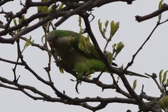 Myiopsitta monachus monachus