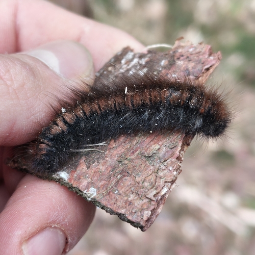 Fox Moth