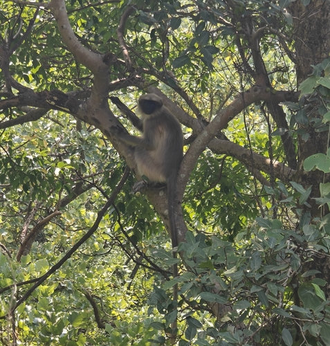 Malabar Sacred Langur