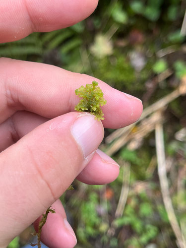 Handsome Woollywort