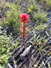 Castilleja affinis affinis