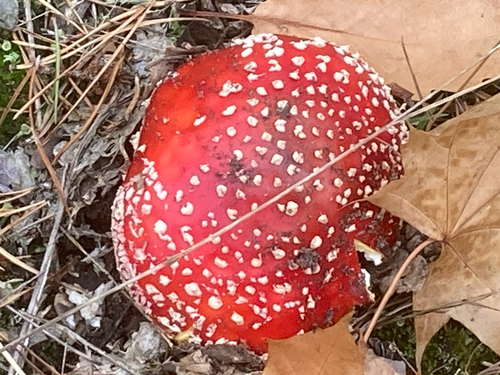Fly Agaric