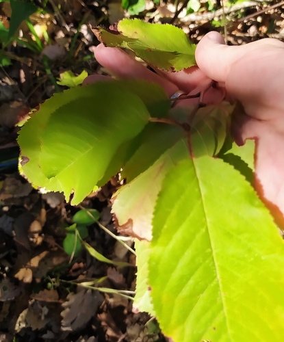 wild cherry