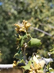 Quercus palmeri