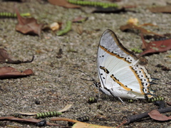 Polyura nepenthes