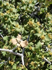 Quercus palmeri