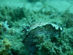 Glossodoris