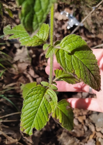 Clinopodium vulgare arundanum
