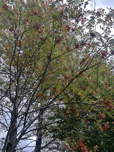 European mountain ash