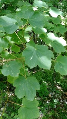 Acer opalus obtusatum