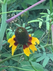 Rudbeckia amplexicaulis