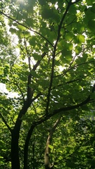 Acer opalus obtusatum