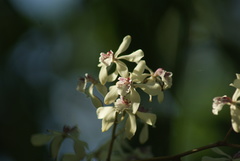 Encyclia incumbens