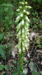 Digitalis micrantha
