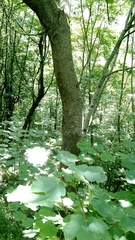 Acer opalus obtusatum