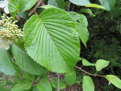Viburnum plicatum