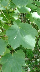 Acer opalus obtusatum