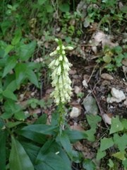 Digitalis micrantha
