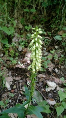 Digitalis micrantha