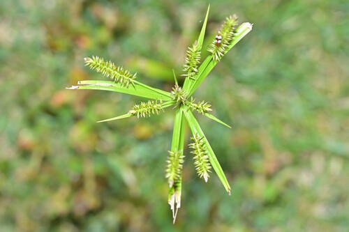Cyperus cyperoides observed 2026-10-07