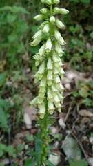 Digitalis micrantha