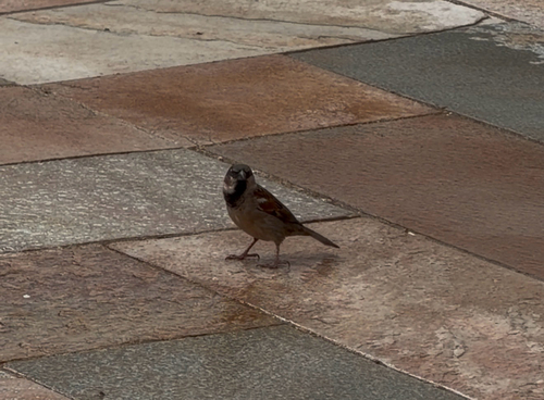 House Sparrow