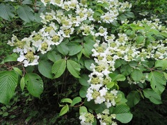 Viburnum plicatum