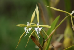 Epidendrum ciliare