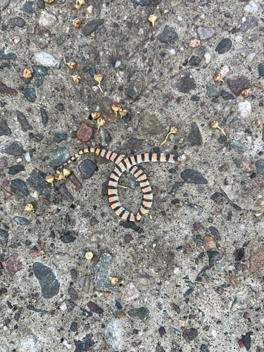 Ground Snake