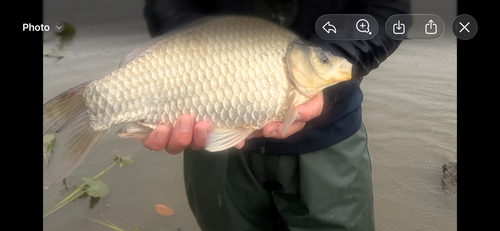 Goldfish