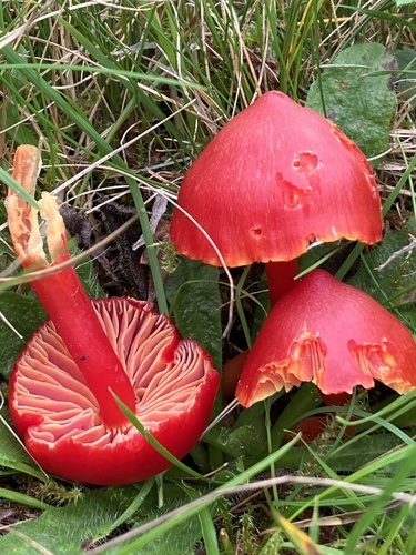 Scarlet Waxy Cap