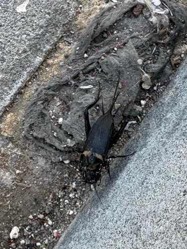 Southern Field Cricket
