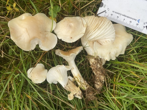 Pale Waxcap