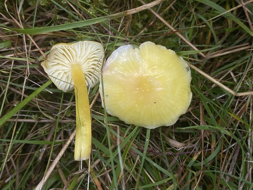 Golden Waxcap