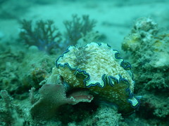Glossodoris