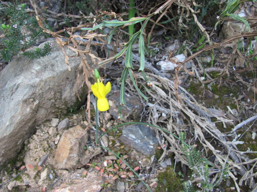 Narcissus triandrus (Narcissus triandrus)