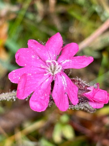 red campion