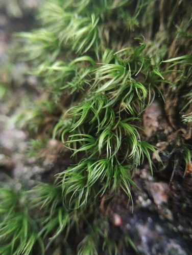 Dicranella heteromalla observed 2026-10-10