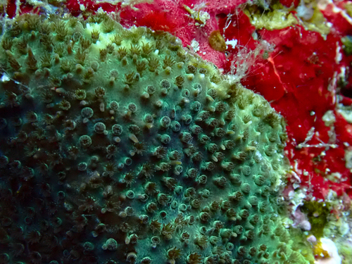 Stylocoeniella armata observed 2026-09-23