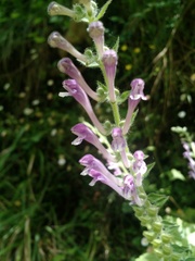 Scutellaria columnae