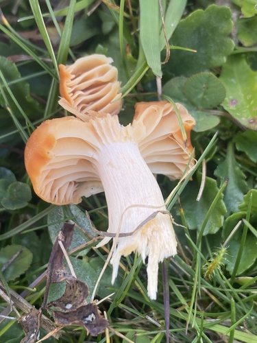 Meadow Waxcap